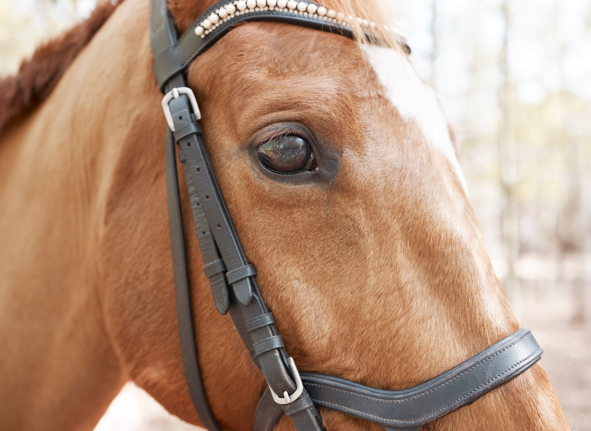 For Horses